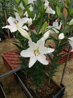 [5650 VZ W07 0363-02 Silentia No01.JPG]